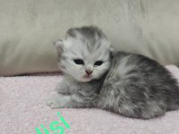 Minikler sizleri bekliyor kendi scottish kedilerim