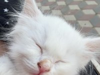 British shorthair yavru