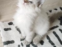 British longhair 2 aylık