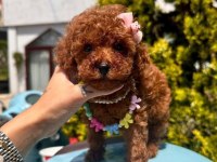 Sevimli Toy Poodle Yavrularımız