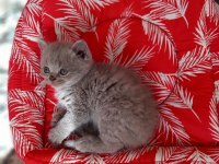 Erkek british shorthair kedilerimiz sağlıklı kaliteli