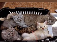 Yavru british shorthair 2 aylık