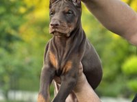 50 günlük a kalite dev doberman yavruları