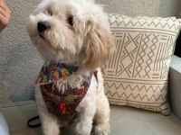 ACİL MALTİPOO BİLGİ ALMADAN KARAR VERMEYİN
