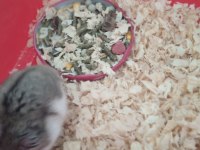 Minik yavru hamster