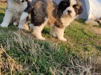 Mükemmel Kalite St Bernard Yavrular