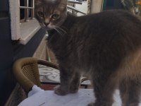 Sahibinden gemiye çıkma sebebiyle british longhair