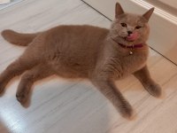 8 Aylık british shorthair dişi tuvalet eğitimi vardır