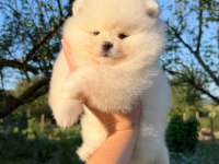 KUSURSUZ KARBEYAZ AYI SURAT POMERANİAN BOO