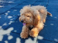 Toy poodle