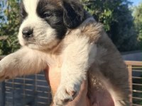 Safkan St Bernard Bethowan yavruları