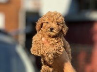 POODLE YAVRULARIMIZ