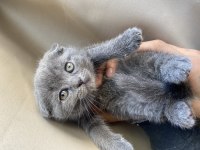 Scottish Fold Blue Yavru