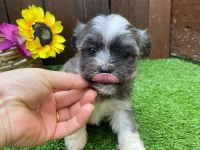 Morkie köpeğimiz