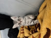 2 Aylık Dişi British Longhair Bebeğim