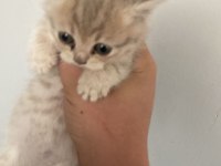 Anneleri british shorthair babaları scottish