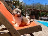Kraliyet soyundan gelen Shih Tzu Yavruları