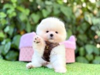 Safkan Pomeranian Boo Yavrularımız