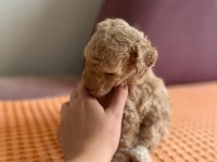 Apricot Toy Poodle