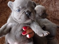 Muhteşem kaliteli blue french bulldog yavrumuz