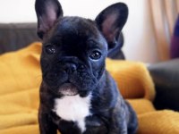 Irk ve sağlık garantili French Bulldog bebekler