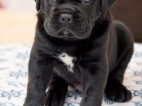 A Kalite Cane Corso Yavrular