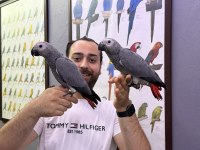 60 GÜNLÜK BELGELİ BEBEK EL BESLEME JAKO YAVRULARIMIZ