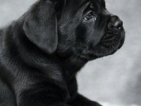 Safkan Cane Corso İtaliano