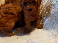 Ankaranın en seçkin redbrown toy poodle yavrularımız