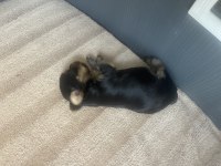 Yorkshire terrier bal bebekler rezerveye açıldı