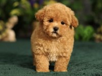 Maltipoo bebek köpekler