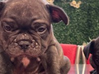 French Bulldog 3 Aylık Erkek