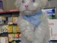 Albino maltese yeni ailesini arıyor