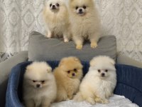 Pomeranian bebişlere ev sahipliği yapmak ister misiniz?