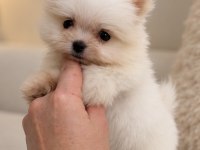 MİNİCİK POMERANİAN BOO