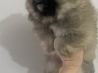 Safkan pomeranian bebekler