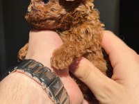 EN KALİTELİ POODLE YAVRULARI