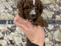 RED BROWN BE COLOR ERKEK POODLE