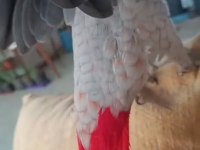 4 aylık full evcil red faktör jako bebek