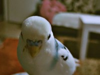 Muhabbet kuşu acil sahiplendirmek istiyorum