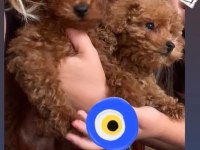 Kore Toy Poodle
