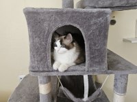 İki Adet Erkek Ragdoll Blue Bicolor Yavrumuz Kaldı