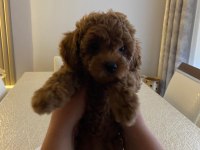Dişi poodle köpeğimiz