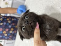 Scottish fold siyah kırık kulak
