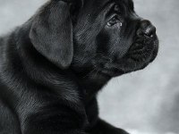 Mükemmel Cane Corso İtalyano