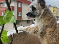 Pera (Terrier) Köpeğimiz