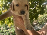 Safkan golden retriever yavrularımız