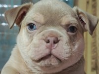 Egzotik French Bulldog