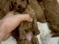 DÜNYA TATLISI PELUŞ TADINDA BEBEK KÖPEKLER