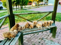 Çok uygun aşılı maltipoo bizde